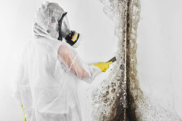 Best Bathroom Mold Remediation in Muldrow, OK