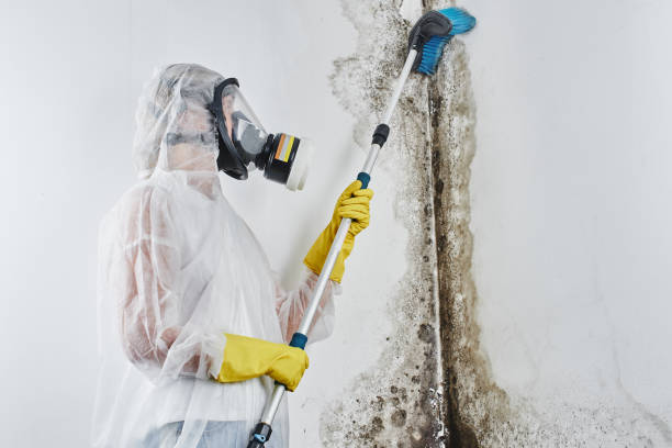 Trusted Muldrow, OK Mold Remediation Experts