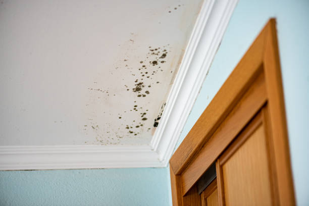 Best Kitchen Mold Remediation in Muldrow, OK