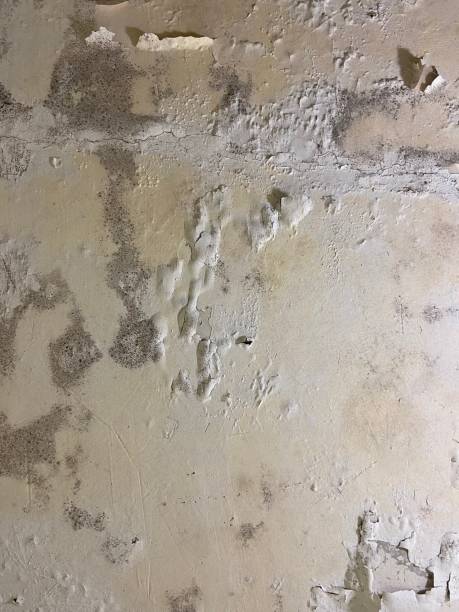 Best Bathroom Mold Remediation in Muldrow, OK