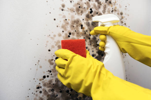 Reliable Muldrow, OK Mold Remediation Solutions